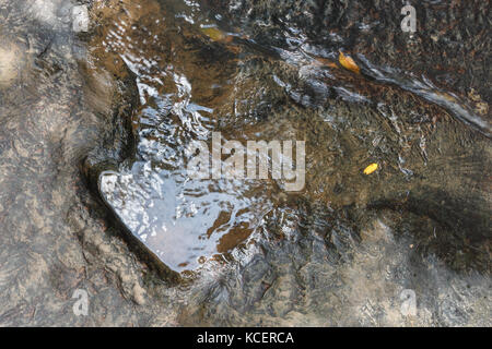 Empreinte de dinosaure ( Carnotaurus ) sur terre près du ruisseau au parc forestier national de Phu Faek , Kalasini , Thaïlande . De l'eau y est consignée . Banque D'Images