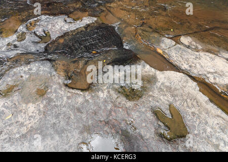 Empreinte de dinosaure ( Carnotaurus ) sur terre près du ruisseau au parc forestier national de Phu Faek , Kalasini , Thaïlande . De l'eau y est consignée . Banque D'Images