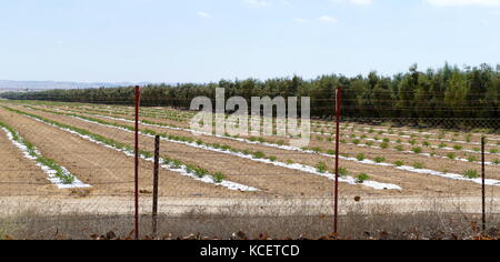 Les arbres d'une plantation d'oliviers au kibboutz Revivim dans le désert du Néguev, dans le sud d'Israël. La communauté a été fondée en 1943 comme l'un des trois points, et a été initialement nommé Téléphone HaTzofim. Au cours de la guerre israélo-arabe de 1948, Revivim est tombé derrière les lignes égyptiennes pendant plusieurs mois. Banque D'Images