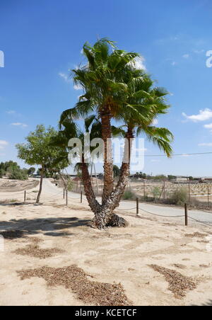 Palmiers dans le kibboutz Revivim dans le désert du Néguev, dans le sud d'Israël. La communauté a été fondée en 1943 comme l'un des trois points, et a été initialement nommé Téléphone HaTzofim. Au cours de la guerre israélo-arabe de 1948, Revivim est tombé derrière les lignes égyptiennes pendant plusieurs mois. Banque D'Images