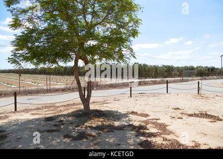 Les arbres d'une plantation d'oliviers au kibboutz Revivim dans le désert du Néguev, dans le sud d'Israël. La communauté a été fondée en 1943 comme l'un des trois points, et a été initialement nommé Téléphone HaTzofim. Au cours de la guerre israélo-arabe de 1948, Revivim est tombé derrière les lignes égyptiennes pendant plusieurs mois. Banque D'Images