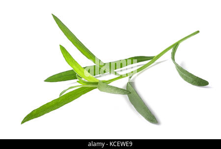 Estragon (Artemisia dracunculus) isolé sur fond blanc Banque D'Images