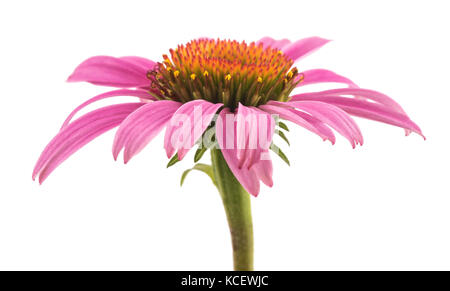 Échinacée (Echinacea) rose isolé sur fond blanc Banque D'Images