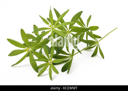 Sweet woodruff avec des fleurs fraîches isolées sur fond blanc Banque D'Images