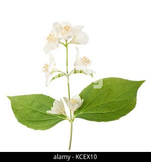 Fleurs de cornouiller anglais isolées sur fond blanc Banque D'Images