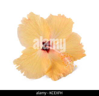 Fleur d'hibiscus jaune isolé sur fond blanc Banque D'Images