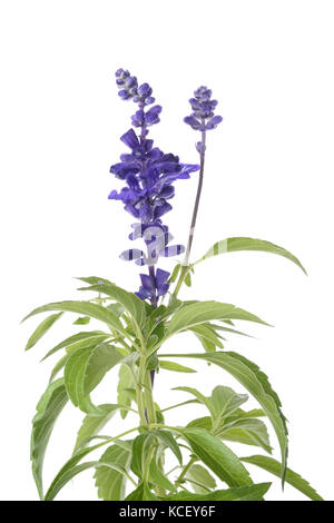 Salvia farinacea avec fleurs isolé sur fond blanc Banque D'Images