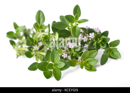 Le thym avec fleurs isolé sur fond blanc Banque D'Images