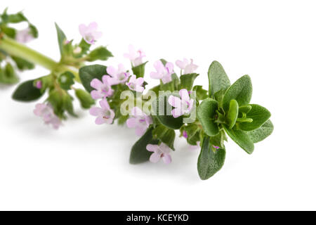 Le thym avec fleurs isolé sur fond blanc Banque D'Images