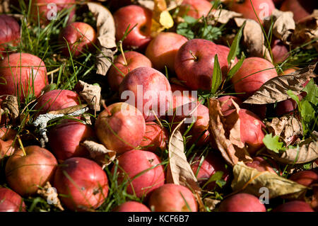 Woodstock, Vermont, USA. 4ème Oct 2017. Le 4 octobre 2017. Plymouth, Massachusetts. Dispersés dans les pommes l'herbe sous un pommier dans la région de Plymouth. Vermont à la Calvin Coolidge site historique. Credit : Ralph Lauer/ZUMA/Alamy Fil Live News Banque D'Images