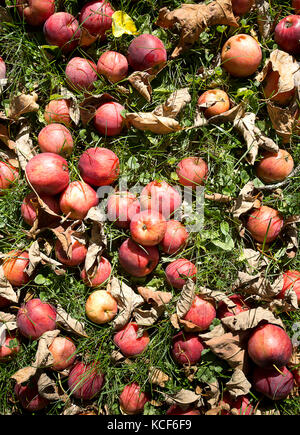 Woodstock, Vermont, USA. 4ème Oct 2017. Le 4 octobre 2017. Plymouth, Massachusetts. Dispersés dans les pommes l'herbe sous un pommier dans la région de Plymouth. Vermont à la Calvin Coolidge site historique. Credit : Ralph Lauer/ZUMA/Alamy Fil Live News Banque D'Images