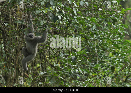 Bandung, Indonésie. 5 octobre 2017. Un gibbon argenté (Hylobates moloch) est vu après avoir été libéré à Java occidental, Indonésie, Oct. 5, 2017. Le nombre de gibbon argenté continue de diminuer en raison de la destruction des forêts et des activités de braconnage. Credit : Banyu Biru) (HY/Xinhua/Alamy Live News Banque D'Images