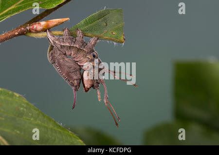 Buchen-Zahnspinner, Buchenspinner, Buchen-Spinner, Buchenzahnspinner, Raupe, Stauropus fagi, papillon de homard, homard proéminent, caterpillar, le bombyx d Banque D'Images