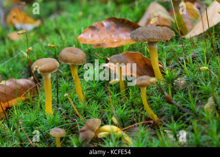 Trompeten-trompetenpfifferling durchbohrter pfifferling, leistling herbstpfifferling,,, herbst-pfifferling Craterellus tubaeformis, perfusion, cantharellus Banque D'Images