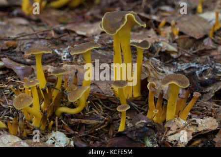 Trompeten-trompetenpfifferling durchbohrter pfifferling, leistling herbstpfifferling,,, herbst-pfifferling Craterellus tubaeformis, perfusion, cantharellus Banque D'Images