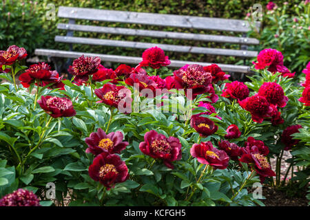 Jardin parfumé Paeonia parfumé 'soldat du chocolat' fleurs de jardin pivoine rouge, banc de jardin pivoines siège de frontière herbacée, Un endroit calme pour s'asseoir Banque D'Images