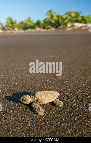 La tortue verte, Chelonia mydas, l'Amérique centrale, le Costa Rica Banque D'Images