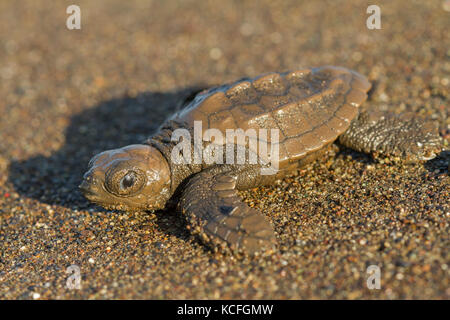 La tortue verte, Chelonia mydas, l'Amérique centrale, le Costa Rica Banque D'Images