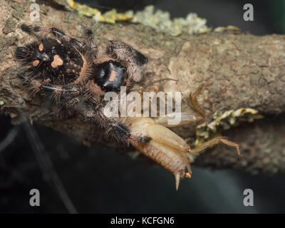 Un gros plan d'un cricket manger regius phidippus Banque D'Images