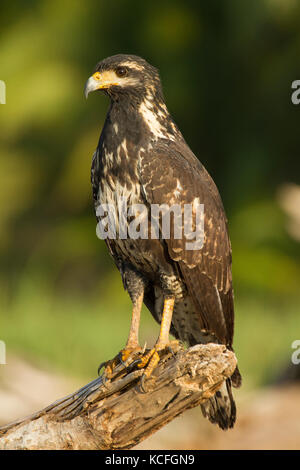 Caracara à tête jaune, Milvago chimachima, Costa Rica, Amérique Centrale Banque D'Images