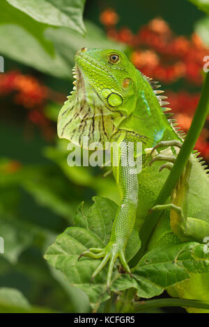 Iguane vert, Iguana iguana, Costa Rica, Amérique Centrale Banque D'Images