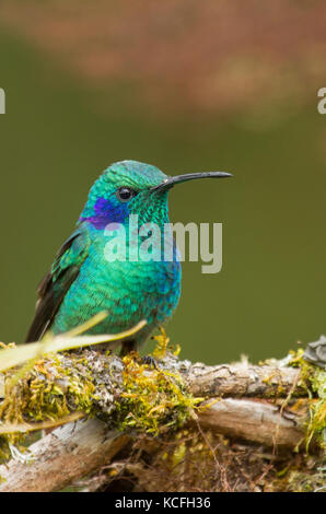 Violet Vert Colibri de l'oreille, l'Amérique centrale, le Costa Rica, Hummingbird, Colibri thalassinus Banque D'Images