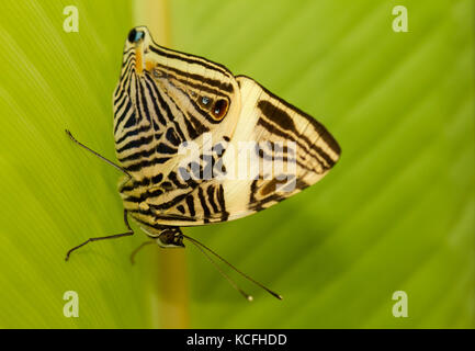 Colobura dirce, Papillon, Lepidoptera, Colobura dirce, l'Amérique centrale, le Costa Rica Banque D'Images