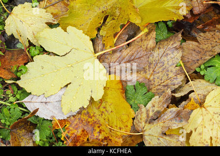 Les feuilles mortes sur le sol Banque D'Images