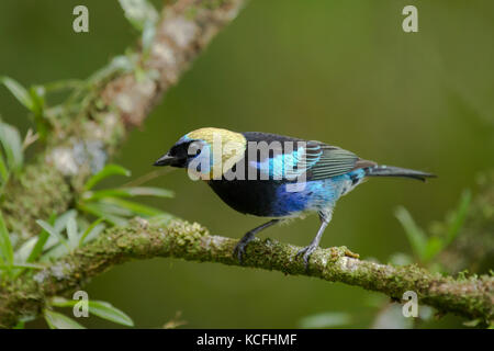 Tangara à capuchon doré, Tangara larvata, l'Amérique centrale, le Costa Rica Banque D'Images