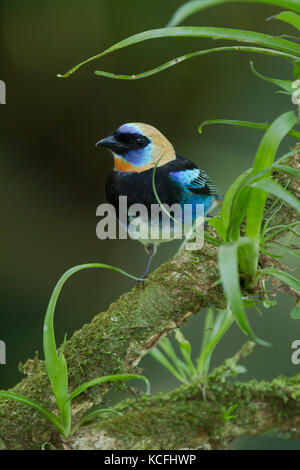 Tangara à capuchon doré, Tangara larvata, l'Amérique centrale, le Costa Rica Banque D'Images