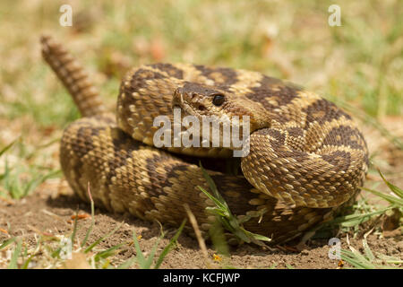 Queue noire de l'Arizona, le crotale (Crotalus molossus, désert de Sonora, en Arizona, United States, USA, Banque D'Images