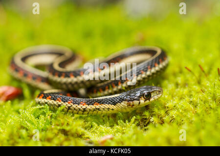 Comon, Thamnophis sirtalis, Hemmera, Wahleach Creek Banque D'Images