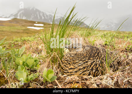 Lagopède, Lagopus muta, assis sur son nid, la toundra de l'Alaska, USA Banque D'Images