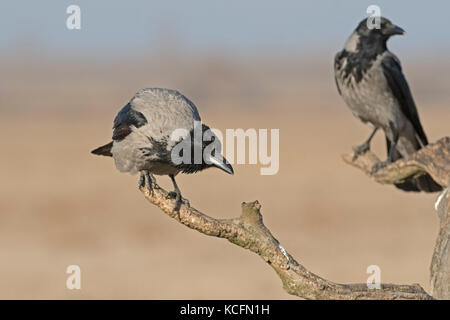 Hooded Crow Corvus cornix Parc National d'Hortobagy Hongrie Janvier Banque D'Images