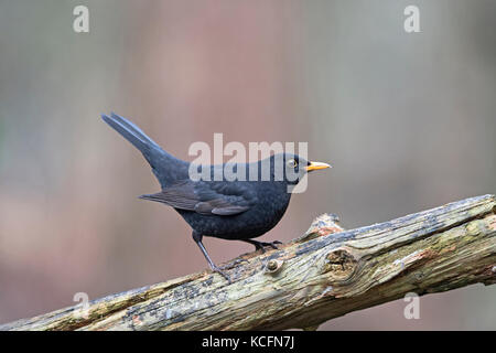 Turdus merula Blackbird mâle en jardin d'hiver Norfolk Banque D'Images