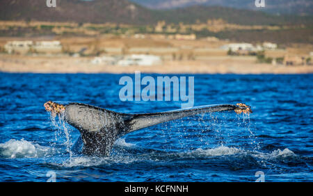 Queue de la baleine à bosse. Mexique. Mer de Cortez. Péninsule de Californie . Banque D'Images