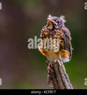 Le merle, Turdus migratorius, nord-est de l'Ontario, canada Banque D'Images