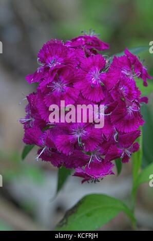 Fleurs sweet william Banque D'Images