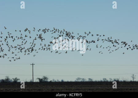 Un troupeau d'oies blanches en vol au dessus d'un champ près de la chasse aux oies Harwood Texas Banque D'Images