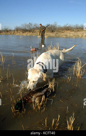 Un Labrador Retriever jaune de l'extraction d'une mallard drake pour un chasseur de canard du sud du Texas Banque D'Images