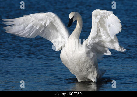 Cygne trompette (Cygnus buccinator) à la lagune Esquimalt, Victoria, BC Canada Banque D'Images