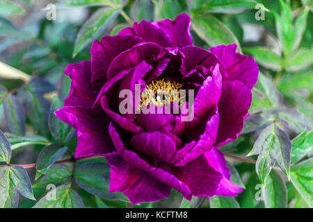 Paeonia suffruticosa ' Cardinal Vaughan ' fleur de pivoine violet foncé Banque D'Images