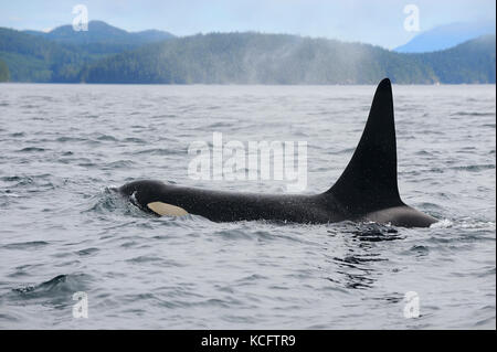 Prises le long du nord de Vancouver, tout droit de Johnstone Island, BC Canada Banque D'Images