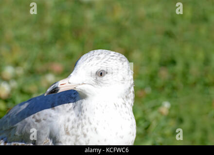 Mouette à la recherche d'un repas gratuit sur l'herbe près d'Ottawa, Ontario, canada Banque D'Images