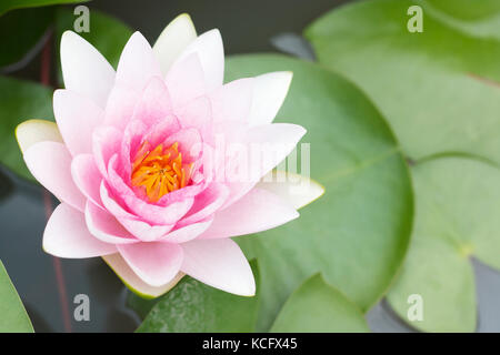 Fleur de lotus rose sur l'eau Banque D'Images