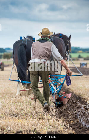 Shire Horse et farmer labourer à Flintham Show, Nottinghamshire, Angleterre Banque D'Images