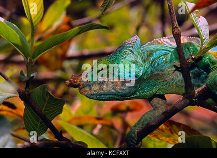 Madagascar. La faune. Caméléon. Banque D'Images