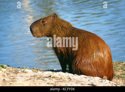 L'Amérique du Sud. Le Brésil. La faune. Capybara. Banque D'Images