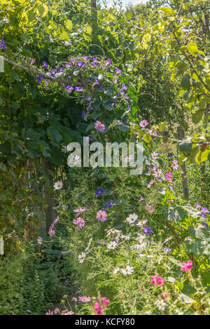 Jardin avec fleurs-matin ipomoea gloire Banque D'Images