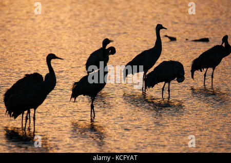 Silhouette grues sur le fond du lac au lever du soleil Banque D'Images